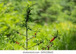 Attēlu rezultāti vaicājumam “Daphne mezereum fruit”