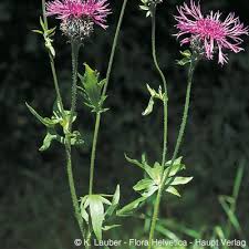 Attēlu rezultāti vaicājumam “Centaurea scabiosa”