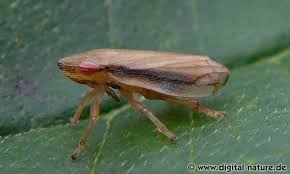 Attēlu rezultāti vaicājumam “Neophilaenus lineatus”