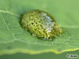 Attēlu rezultāti vaicājumam “Trichoptera egg mass”