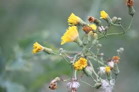 Attēlu rezultāti vaicājumam “Sonchus arvensis subsp. uliginosus flower”