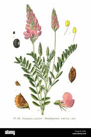 Attēlu rezultāti vaicājumam “Onobrychis arenaria fruit”