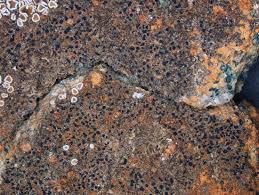 Attēlu rezultāti vaicājumam “Arthonia leucopellaea”