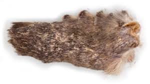 Attēlu rezultāti vaicājumam “Dypterygia scabriuscula”