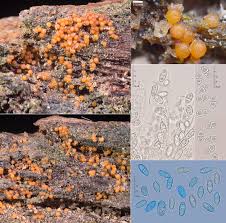 Attēlu rezultāti vaicājumam “Nectria peziza”