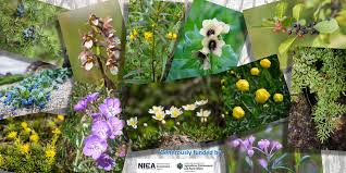 Attēlu rezultāti vaicājumam “Eurhynchiastrum pulchellum”