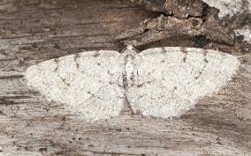 Attēlu rezultāti vaicājumam “Aethalura punctulata”