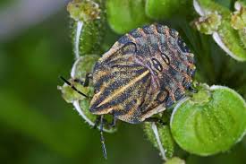 Attēlu rezultāti vaicājumam “Graphosoma lineatum imago”