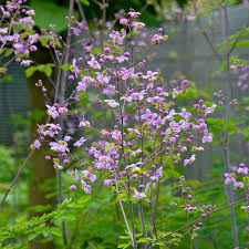 Attēlu rezultāti vaicājumam “Thalictrum”