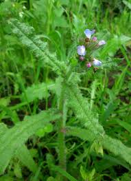 Attēlu rezultāti vaicājumam “Anchusa arvensis flower”