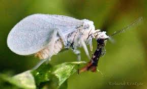 Attēlu rezultāti vaicājumam “Coniopterygidae”