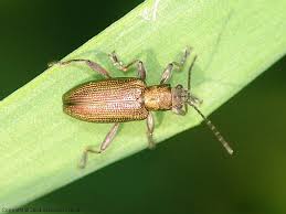 Attēlu rezultāti vaicājumam “Donacia”