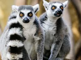lemur ile ilgili görsel sonucu