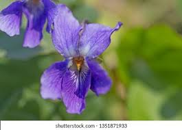 Attēlu rezultāti vaicājumam “Viola hirta flower”