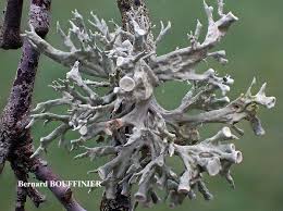 Attēlu rezultāti vaicājumam “Ramalina fastigiata”