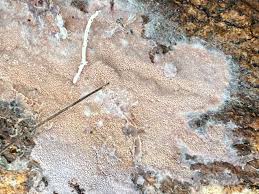 Attēlu rezultāti vaicājumam “Ceriporia excelsa”