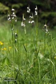 Attēlu rezultāti vaicājumam “Eriophorum latifolium flower”