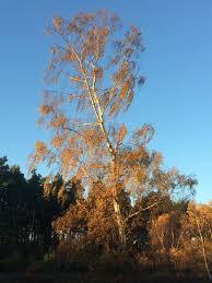 Attēlu rezultāti vaicājumam “Betula pendula”