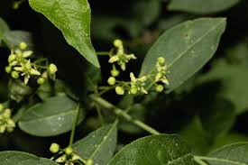 Attēlu rezultāti vaicājumam “Euonymus verrucosus leaf”