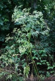 Attēlu rezultāti vaicājumam “Chaerophyllum aromaticum fruit”