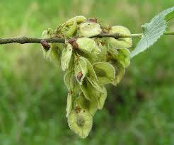 Attēlu rezultāti vaicājumam “Ulmus laevis”