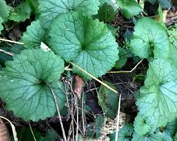 Image result for Alliaria petiolata