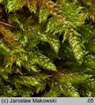 Attēlu rezultāti vaicājumam “Hypnum cupressiforme var. lacunosum”