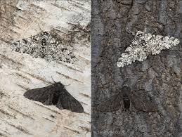 Attēlu rezultāti vaicājumam “Biston betularia”