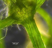 Attēlu rezultāti vaicājumam “Chara contraria”