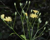 Attēlu rezultāti vaicājumam “Lapsana communis leaf”