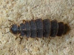 Attēlu rezultāti vaicājumam “Lampyris noctiluca larva”