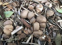 Attēlu rezultāti vaicājumam “Lycoperdon pyriforme”