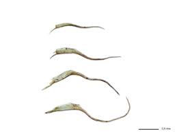 Attēlu rezultāti vaicājumam “Dicranella crispa”