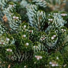 Attēlu rezultāti vaicājumam “Abies koreana”