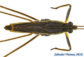 Attēlu rezultāti vaicājumam “Gerridae imago”