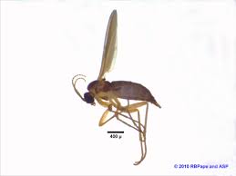 Attēlu rezultāti vaicājumam “Sciaridae”