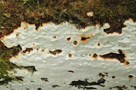 Attēlu rezultāti vaicājumam “Skeletocutis stellae”