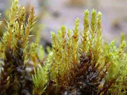 Attēlu rezultāti vaicājumam “Pohlia”