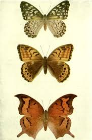 Attēlu rezultāti vaicājumam “Oeneis jutta underside”