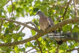 Attēlu rezultāti vaicājumam “Columba palumbus”