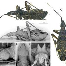 Attēlu rezultāti vaicājumam “Capsus ater imago”