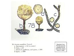 Attēlu rezultāti vaicājumam “Collaria arcyrionema spores”