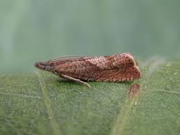 Attēlu rezultāti vaicājumam “Dichrorampha simpliciana”