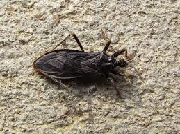 Attēlu rezultāti vaicājumam “Reduvius personatus”