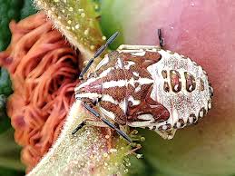 Attēlu rezultāti vaicājumam “Carpocoris sp.”