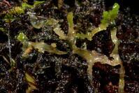 Attēlu rezultāti vaicājumam “Aneura pinguis”