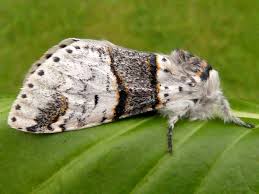 Attēlu rezultāti vaicājumam “Furcula bifida”