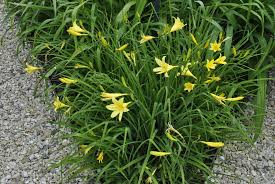 Attēlu rezultāti vaicājumam “Hemerocallis lilioasphodelus”