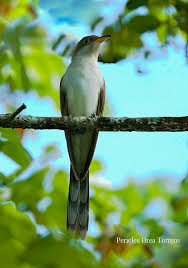 Image result for Coccyzus americanus