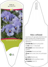 Attēlu rezultāti vaicājumam “Viola x williamsii”